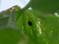 虫がついた野菜は食べますか 貰った野菜にいっぱいついてました Yahoo 知恵袋