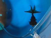 金魚の尾が切れているみたいですが治るのでしょうか 治りますよ Yahoo 知恵袋
