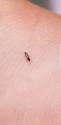 夏の時期 自転車に乗ると服に虫が付きます 羽のついた虫がぶ Yahoo 知恵袋