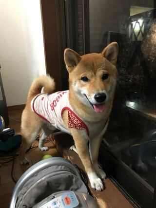 うちの柴犬のサブちゃんは ドックフード150グラム食べた後 カ Yahoo 知恵袋