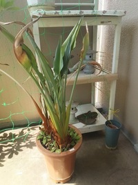 アボカドを植木鉢で育て中です すくすくと育って下からまっすぐに根が飛 Yahoo 知恵袋