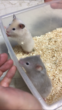 写真のゴールデンハムスターの名前付けに悩んでいます 一匹は白に近い薄いベ Yahoo 知恵袋