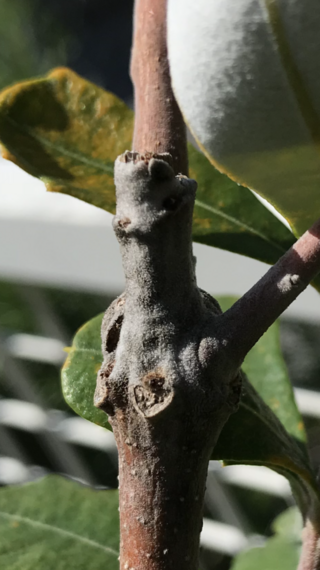 バンクシアの枝が折れたのですがその部分が白くなってしまいましま Yahoo 知恵袋