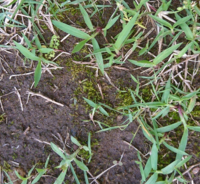 庭のことで質問です 芝生を植えていますが 芝生の中にふわふわした苔が生え Yahoo 知恵袋