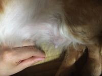 雌犬の生理後の乳首について メスのダックスフント10か月を飼っています５月中 Yahoo 知恵袋