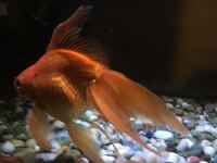 金魚が小さくなることってありますか 金魚が引くほど大きくなり 小さい頃の方が可 Yahoo 知恵袋
