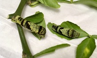 アゲハチョウの幼虫の餌の調達 家の近所でアゲハチョウの幼虫 Yahoo 知恵袋