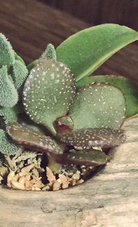 至急 画像の多肉植物の名前を教えてください 飼っているうさぎ ミ Yahoo 知恵袋