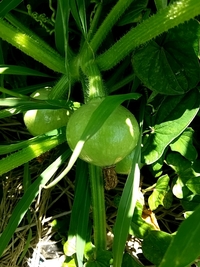 かぼちゃを食べていると ガリガリした塊がよく出てきます 家庭菜園 Yahoo 知恵袋