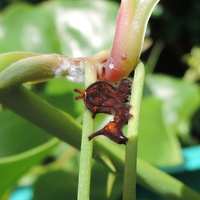 茨城県地方ではサルトリイバラを焼餅薔薇と言うことがありますか Yahoo 知恵袋