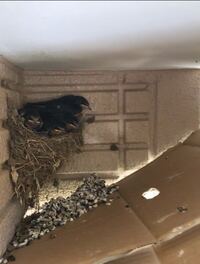 カラスが寄ってくる人の特徴を教えて下さい ここ数年カラスがうるさく Yahoo 知恵袋