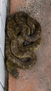 蛇の種類写真の蛇の種類を教えて頂けないでしょうか ちなみに中部地方に生息 Yahoo 知恵袋