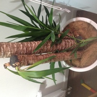 ユッカ枯れユッカをいただいて1ヶ月程なのですが早くも枯れの症状が見えてき Yahoo 知恵袋