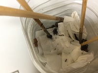 黒い小さいミミズみたいな虫が家のあちこちにいます 触るとクルッと Yahoo 知恵袋