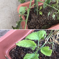 育てている大葉の色が悪いのですが 原因はなんでしょうか また Yahoo 知恵袋