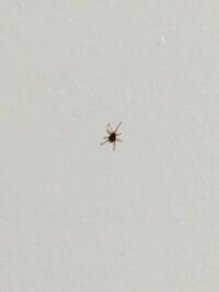 家の壁に赤い蜘蛛のような虫が出ました 知ってる方いますか タカラダ Yahoo 知恵袋