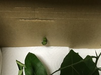 アゲハの幼虫がダンボールで蛹になってしまいました 頭の上にキッチンペーパ Yahoo 知恵袋