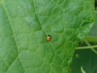 きゅうりの葉に付いていました この小さなてんとう虫らしき虫は Yahoo 知恵袋