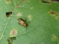 向日葵の葉っぱを食べられて なかなか伸びません この虫はなんと Yahoo 知恵袋