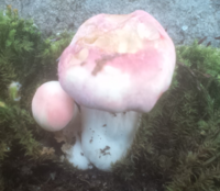 このピンク色の可愛いきのこ わかる方いますか 10センチくらい Yahoo 知恵袋