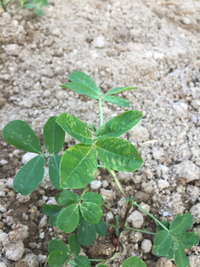 ガッツリ落花生を育てています 最近 苗から植えたのですが 葉が Yahoo 知恵袋