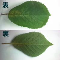 食べ終わったさくらんぼの種を植えたらさくらんぼの木は出来るで Yahoo 知恵袋