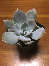 これはカンテでしょうか 質問いたします 先日購入したこの Yahoo 知恵袋