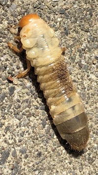 この幼虫は種類が違いますか 黄色っぽい幼虫 真っ白な幼虫がいます 黄色 Yahoo 知恵袋