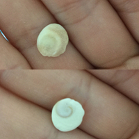 この石は貝殻ですか 石であるなら どうして裏面がこのような渦巻 Yahoo 知恵袋