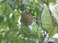 ハナミズキの色が赤から白へ変わりました 植えて12 13年になる Yahoo 知恵袋