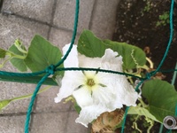 ウリ科の植物だと思ってたのですが白い花が夕方に咲いてしまいまし Yahoo 知恵袋