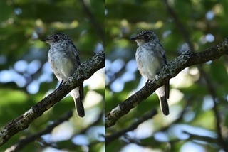 野鳥に詳しい方 教えてください この幼鳥の名前を教えてください Yahoo 知恵袋