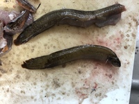 この魚はギンポであっているのでしょうか？
食べようかと迷っているのですが、間違って毒のある魚だったら怖いので質問させていただいています。 