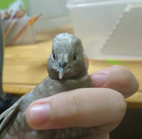 うずらの雛の餌について教えてください 孵化して4日経ちました Yahoo 知恵袋