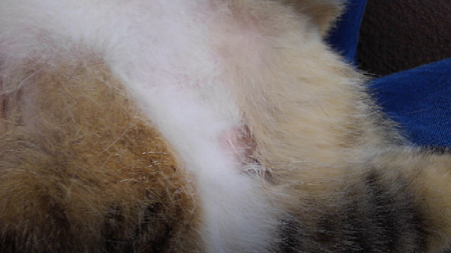 うちの猫のお腹がハゲてます(:_;)14才♀の雑種です。避妊手 - Yahoo 