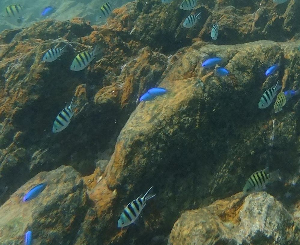 徳島県南部の竹が島にシュノーケリングに行きました これはなんという魚でし Yahoo 知恵袋