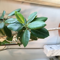 一人暮らしの部屋に観葉植物置くと虫湧きますか 湧くかもしれないし湧かな Yahoo 知恵袋