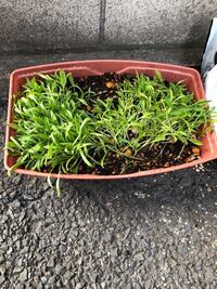 ほうれん草をたねから育てたいと思います 東京ですが いまからですとお Yahoo 知恵袋