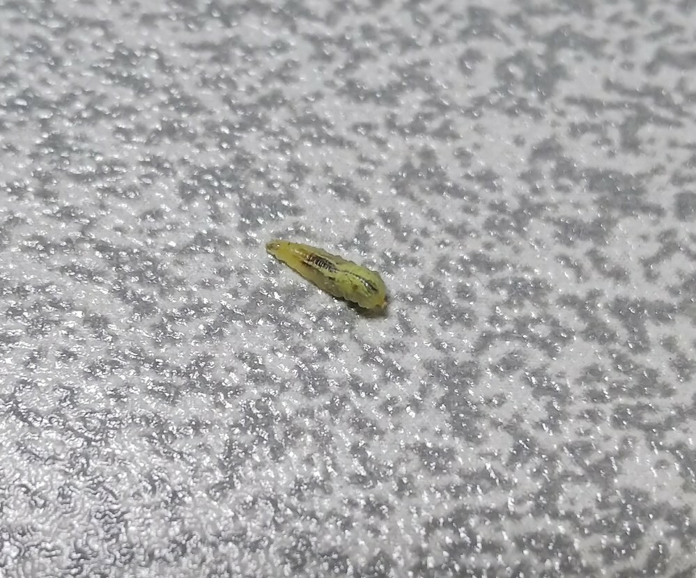 冷蔵庫に蛾の幼虫のような芋虫がいました 薄い緑色で半透明です Yahoo 知恵袋