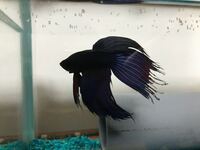 喧嘩しない複数で飼えるベタっていますか 入手が比較的に容易で ヒレの長 Yahoo 知恵袋