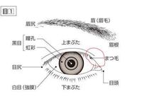 顔の部位の名称を教えてください 目頭と目頭の間 目が疲れて眼鏡を外 Yahoo 知恵袋