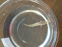 この魚って何ヨシノボリですか 後オスかメスか教えてください そして砂利で Yahoo 知恵袋