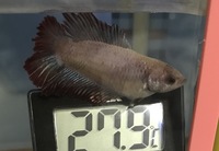 ベタのお腹と性別について画像が昨日貰ったプラカットベタさん 4センチ位 Yahoo 知恵袋