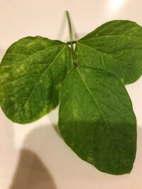 至急です 家庭菜園ピーマンがモザイク病になりました どのように Yahoo 知恵袋