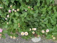 かわいい花の名前を教えてください できるだけ たくさん 皆様が可愛いお Yahoo 知恵袋