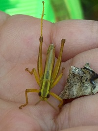 雨蛙は バッタ食べますか アマガエルを飼育しています バッタ食べますよ Yahoo 知恵袋