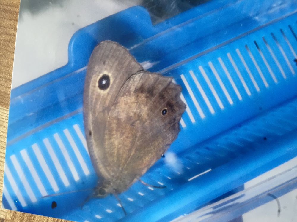 ウオゼという魚をよくスーパーで目にしますが、正式名はなんでしょうか 