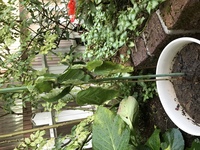 ミニトマトの水遣りの頻度を教えてください 鉢植えで育てています 大きさは今２０ Yahoo 知恵袋