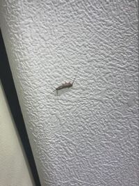 こいつはタチ悪い奴は英語でどう言いますか たちの悪いやつ Yahoo 知恵袋