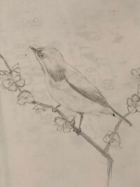 画像あり 宿題で鉛筆で鳥の絵を描かなければいけないのですが上 Yahoo 知恵袋